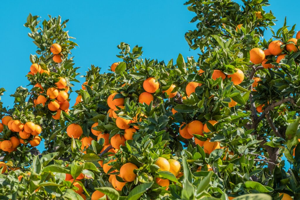 growing-orange-tree-from-a-seed-1