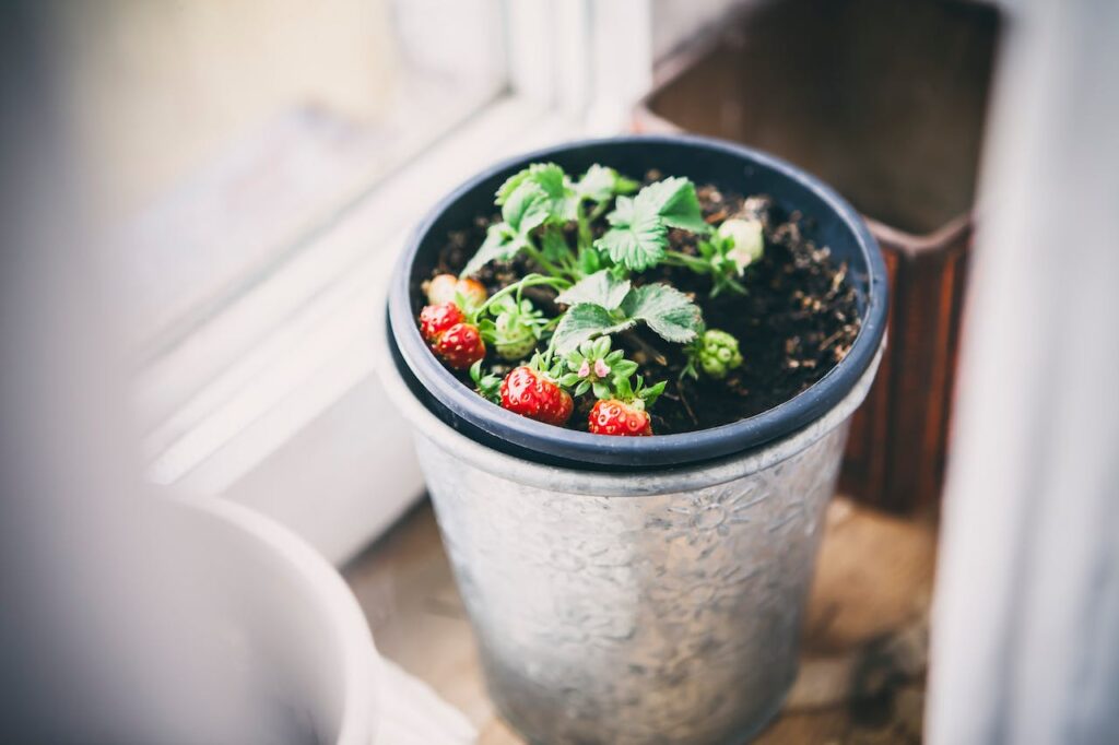 strawberry-planter-in-pot