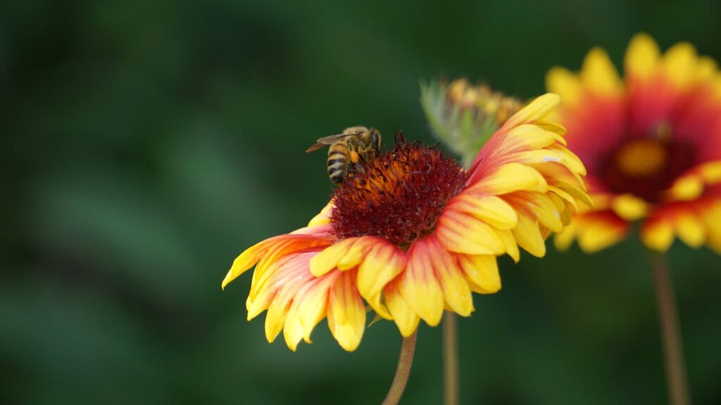 flowers to plant in the summer blanket flower