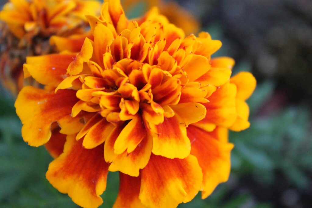 plants to plant in the summer  marigolds