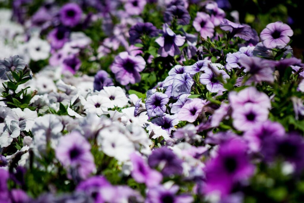 plants to plant in the summer petunias