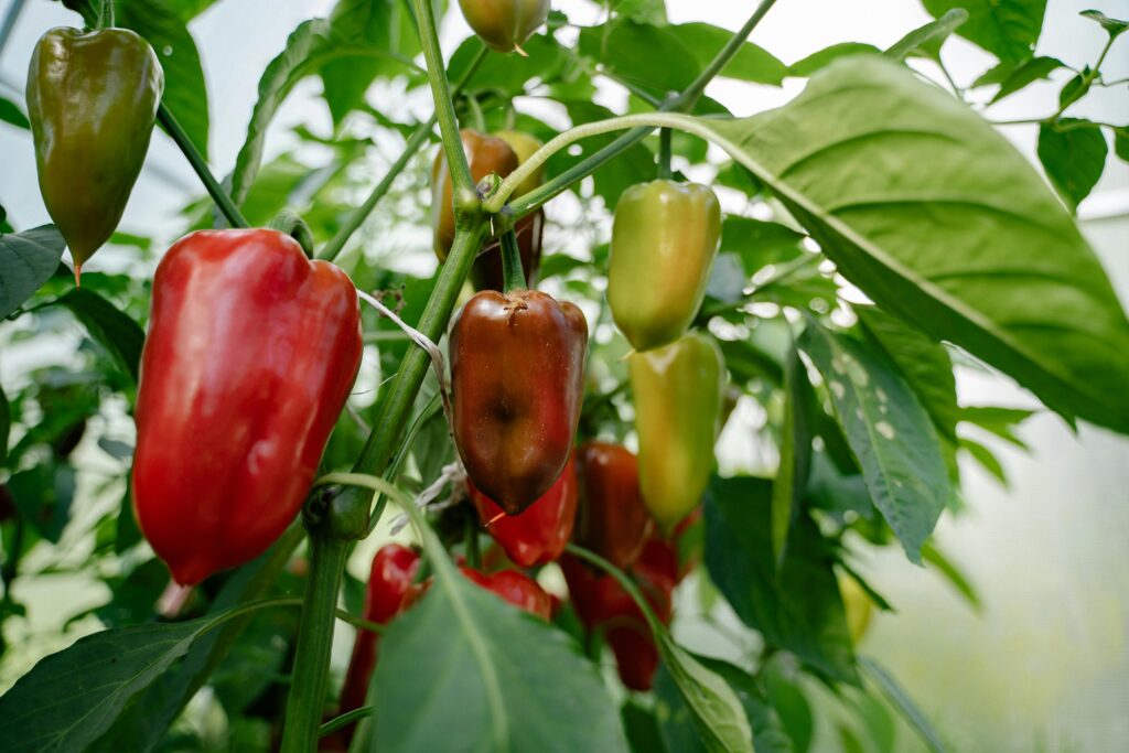 summer vegetables to grow 2-peppers