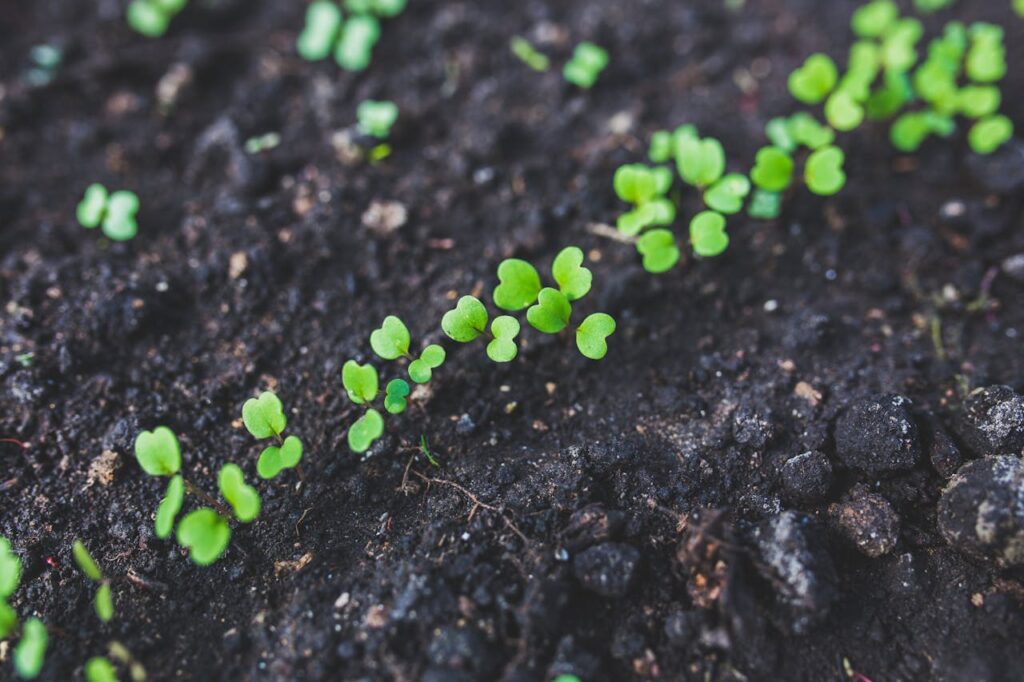 What-plants-not-to-use-neem-oil-on-green-hints-4