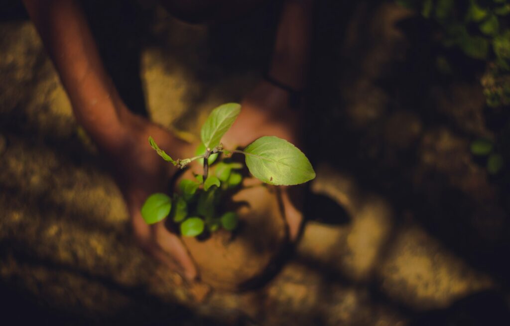 planting trees in fall 2