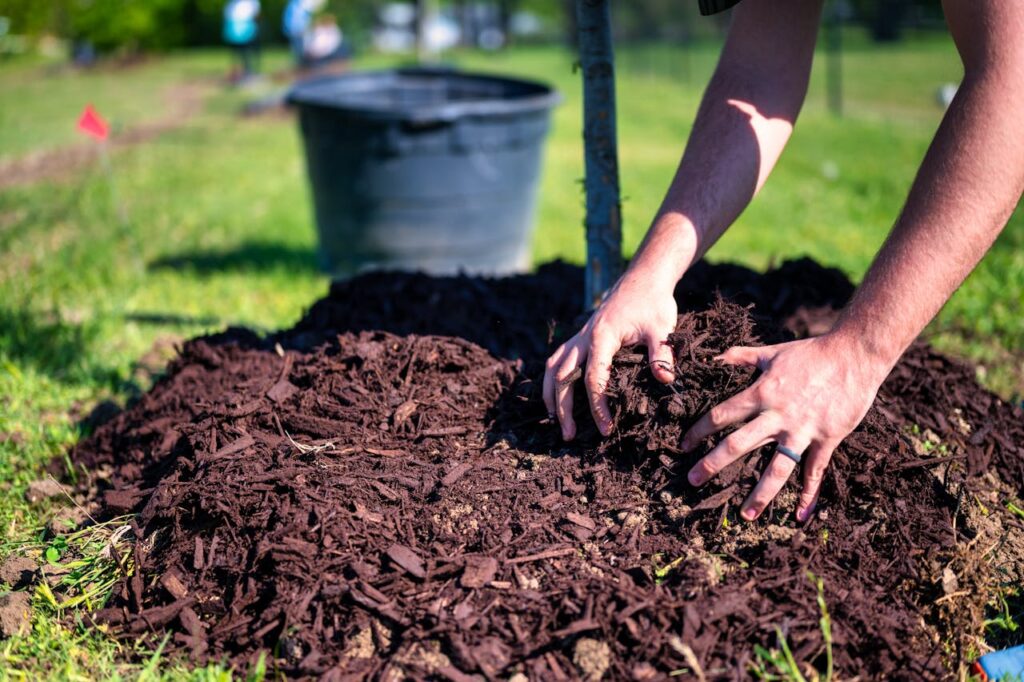 planting trees in fall 3 mulching